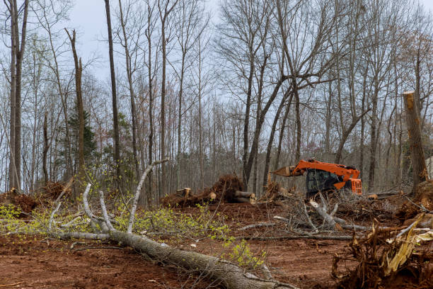 Best Tree Removal Service  in Sheffield, IA