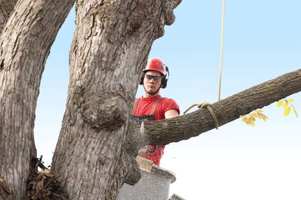  Sheffield, IA Tree Services Pros